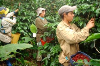 Por un sindicato de recolectores de café